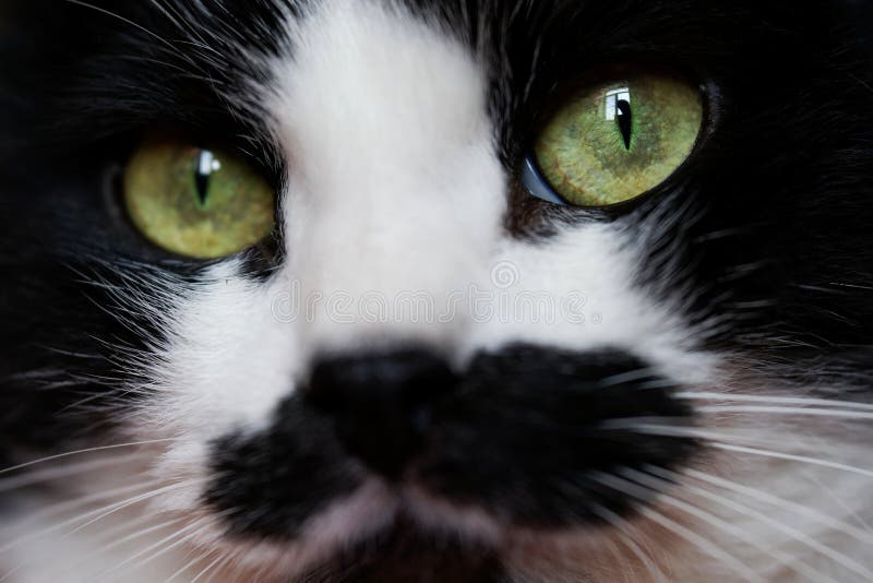 Schwarz Weiße Katze Grüne Augen