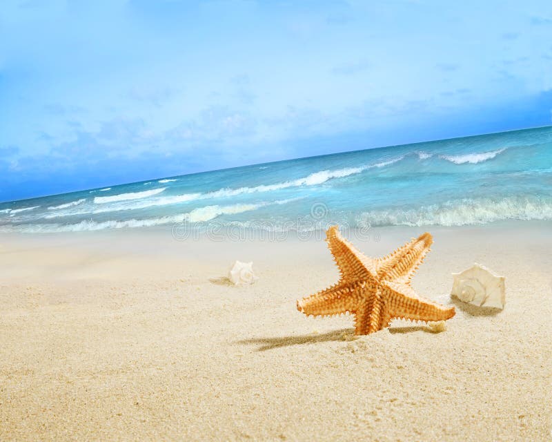 Die Starfish auf dem Strand lizenzfreies stockbild Die Starfish auf dem Strand lizenzfreies stockbild