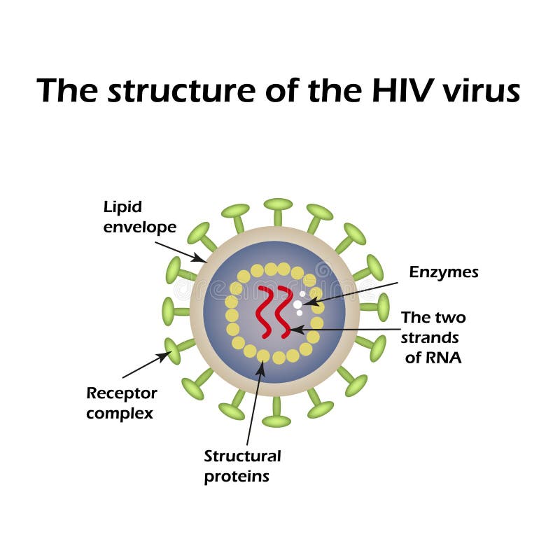 Die Struktur  Des AIDS  Virus  HIV  Auch Im Corel Abgehobenen 