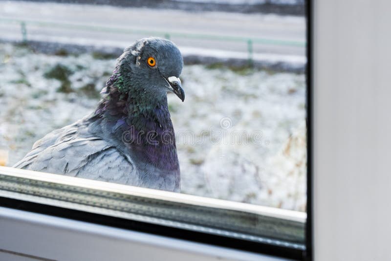 Die Taube sitzt im Fenster stockbild. Bild von farbe