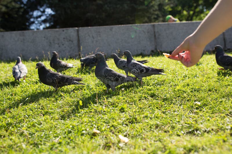 Die Tauben im Park stockbild. Bild von park, tauben 98747335