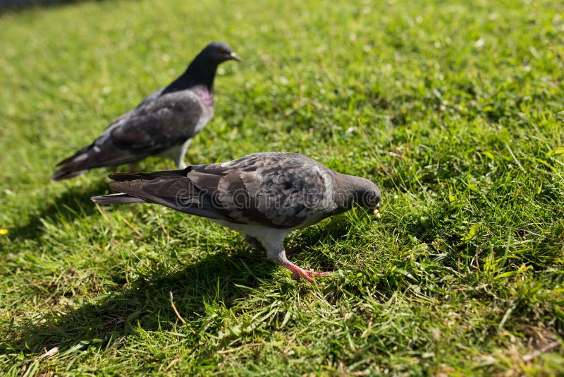 Die Tauben im Park stockbild. Bild von park, tauben 98747335
