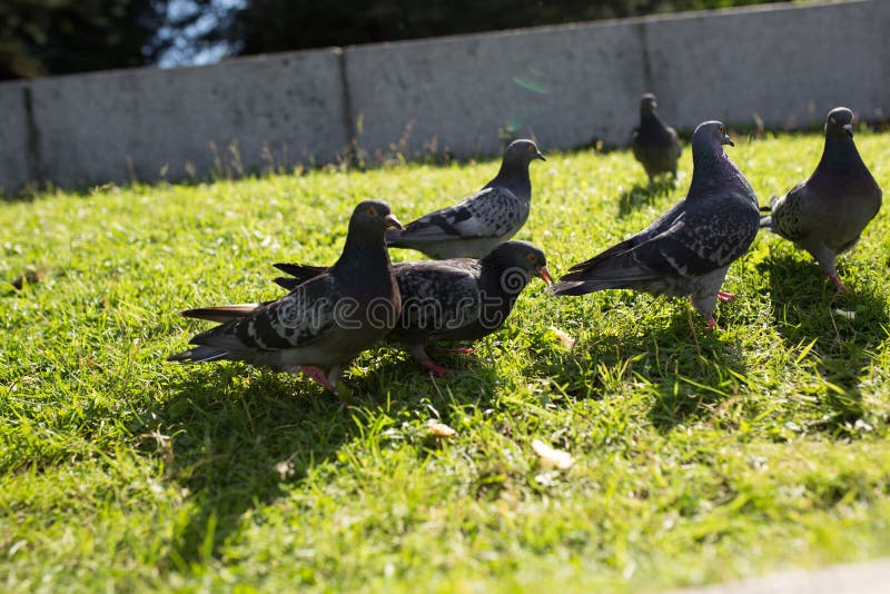 Die Tauben im Park stockfoto. Bild von park, tauben 98747200