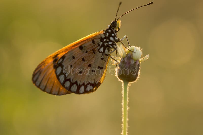 Die Tawny Coster-Schmetterling Acraea-violae auf Blume und grüner Natur stockfotografie Die Tawny Coster-Schmetterling Acraea-violae auf Blume und grüner Natur stockfotografie
