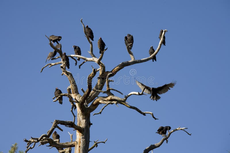 14 Turkey Vultures, also called buzzards, sunning in a dead tree on a cool morning before they can soar on the heat of rising thermal air. 14 Turkey Vultures, also called buzzards, sunning in a dead tree on a cool morning before they can soar on the heat of rising thermal air