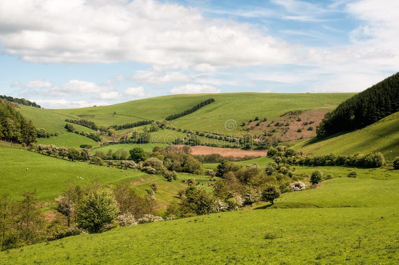 A view of the beautiful welsh countryside, with cows and sheep grazing. A view of the beautiful welsh countryside, with cows and sheep grazing.