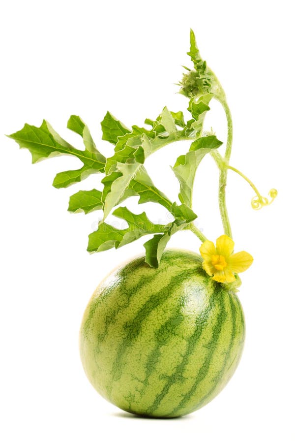Die Wassermelone lizenzfreie stockfotos Die Wassermelone lizenzfreie stockfotos
