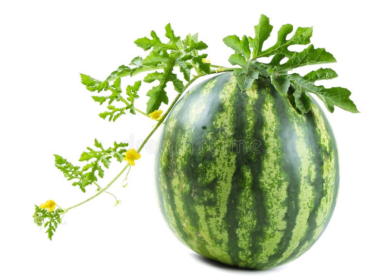 Die Wassermelone stockfoto Die Wassermelone stockfoto