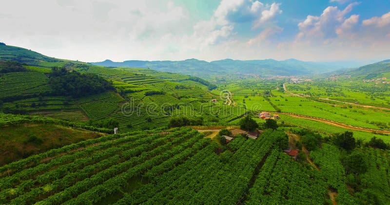 Die Weinberge auf den italienischen Hügeln stockbild Die Weinberge auf den italienischen Hügeln stockbild