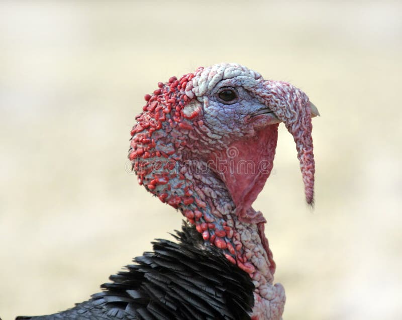 Wilde Truthahne In Michigan Usa Stockbild Bild Von Auge Gobble 117412205