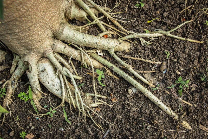 Die Wurzeln der Papaya am tiefsten gewurzelt stockbilder Die Wurzeln der Papaya am tiefsten gewurzelt stockbilder