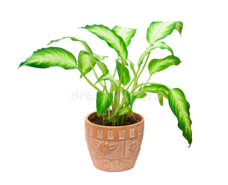 Dieffenbachia