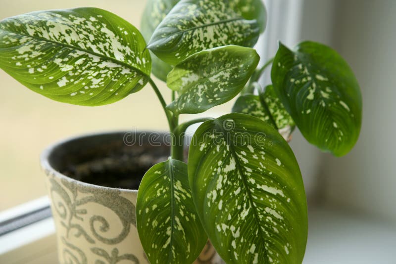 Dieffenbachia houseplant near window.