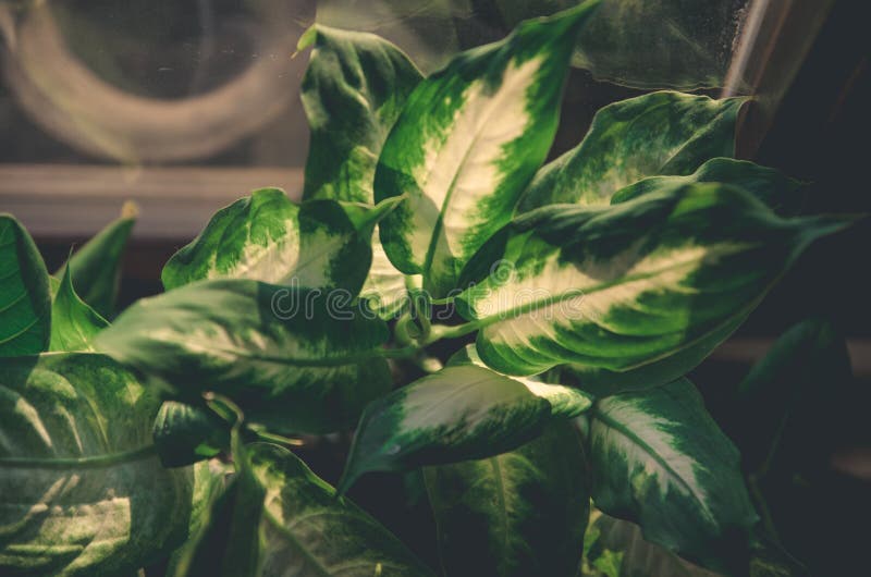 Dieffenbachia houseplant in a window sill