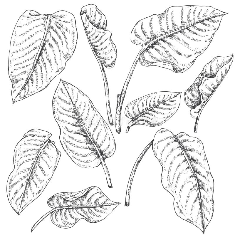 Dieffenbachia Leaves Sketch