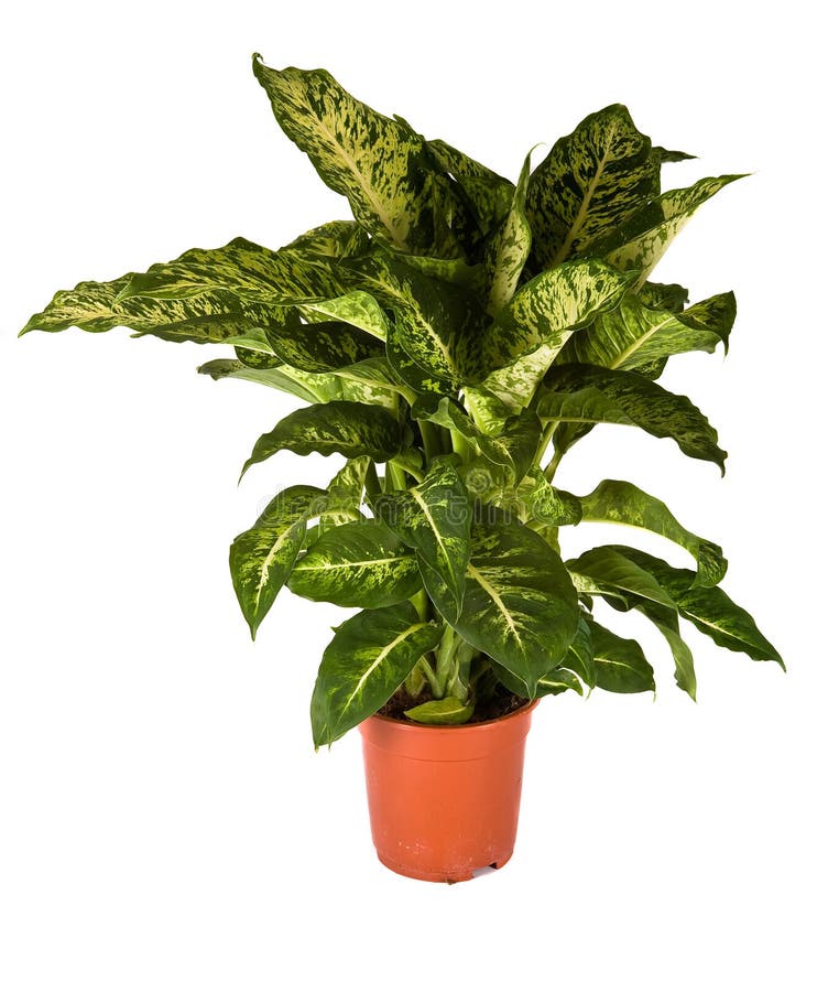 Dieffenbachia Mars