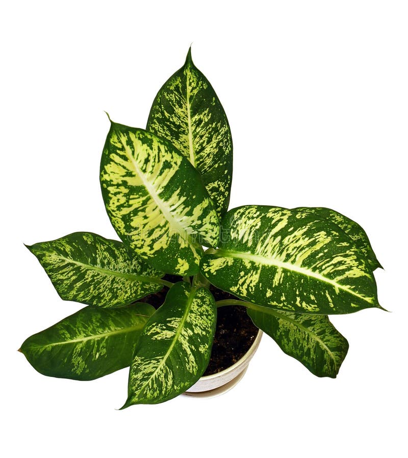 Dieffenbachia ou Diffenbahia photo libre de droits Dieffenbachia ou Diffenbahia photo libre de droits