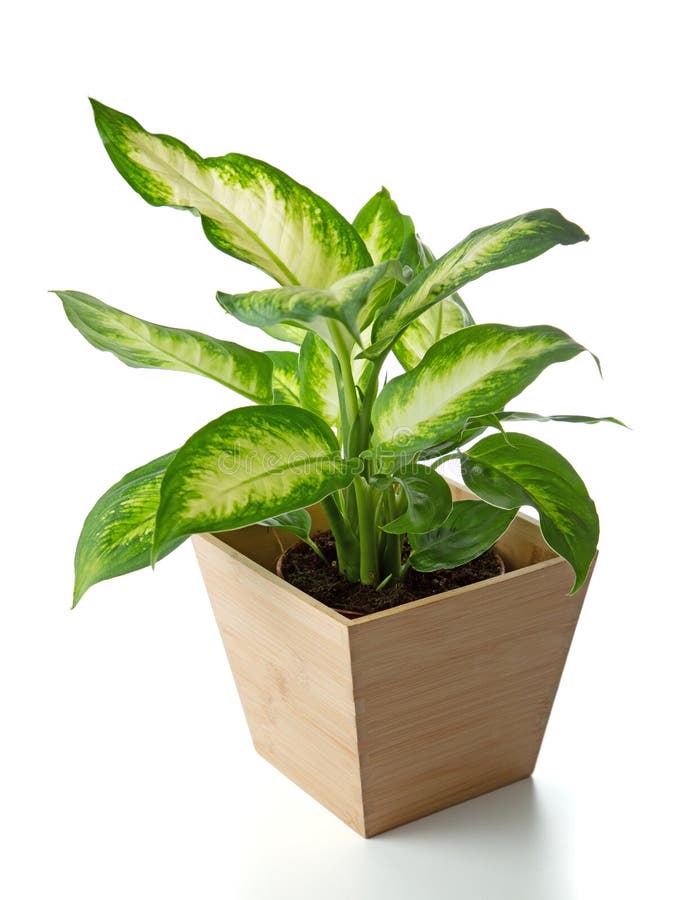 Dieffenbachia plant in wooden pot