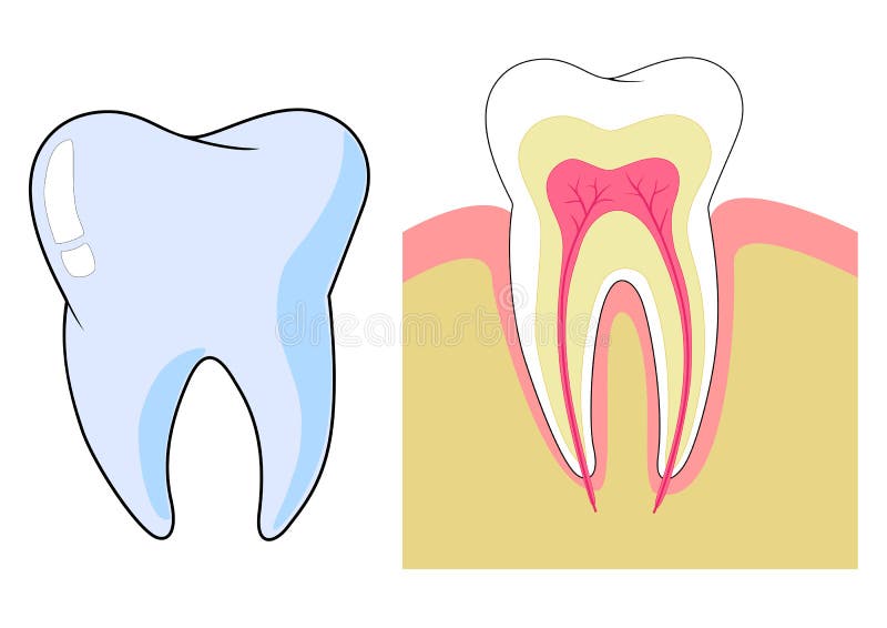 Diente ilustración del vector