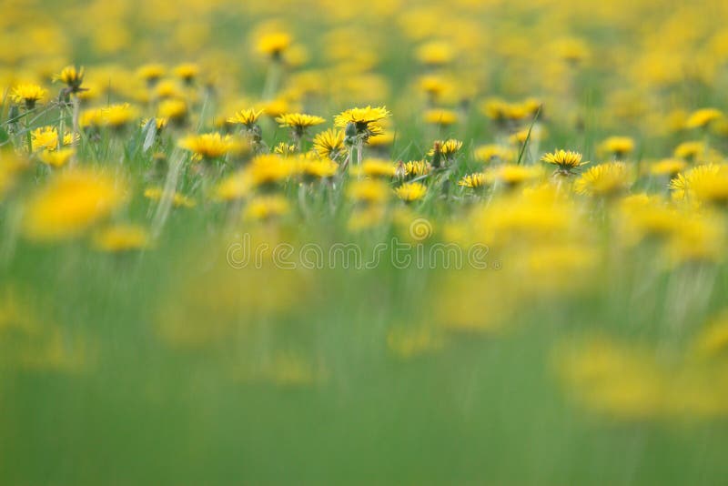 Dandelion Meadow Hoogeveen The Netherlands. Dandelion Meadow Hoogeveen The Netherlands