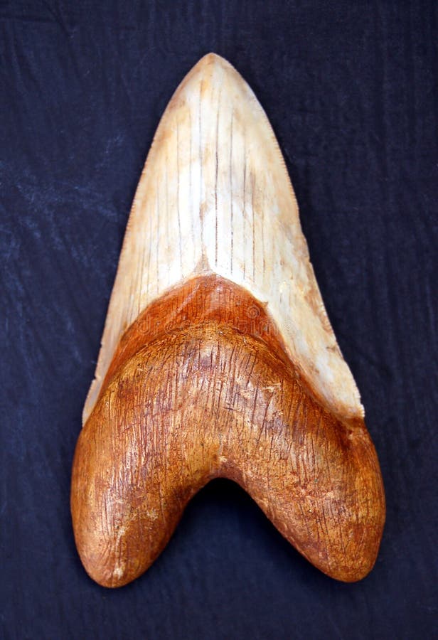 Diente de Megalodon fotos de archivo libres de regalías Diente de Megalodon fotos de archivo libres de regalías