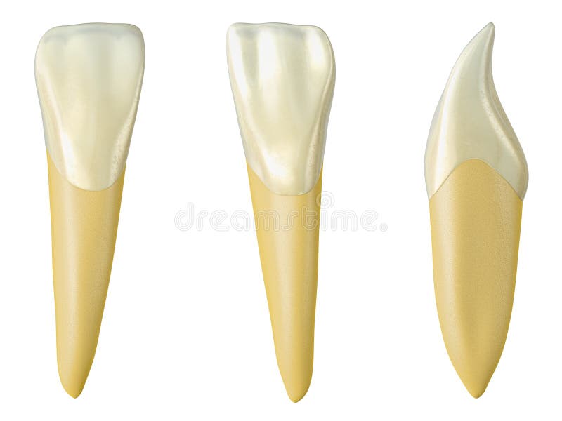 Diente lateral de la mandíbula de la incisivo en las visiones bucales, palatales y laterales Ejemplo realista 3d de la incisivo l ilustración del vector Diente lateral de la mandíbula de la incisivo en las visiones bucales, palatales y laterales Ejemplo realista 3d de la incisivo l ilustración del vector