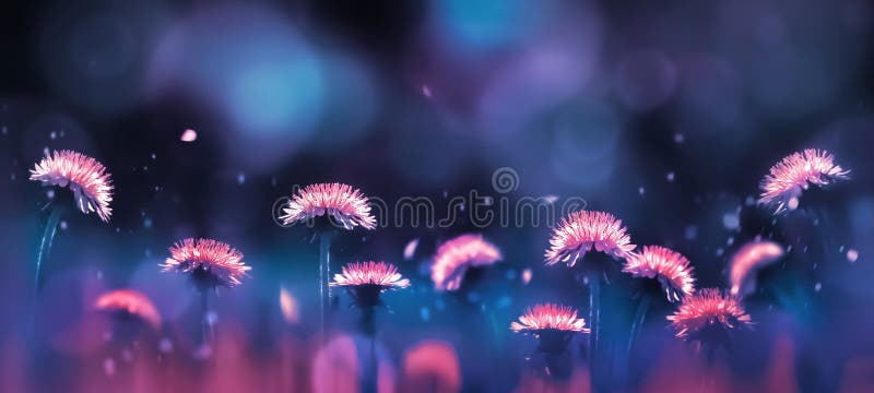 Dientes de león rosados brillantes asombrosos fabulosos en un fondo azul y púrpura en los rayos de la luz Fondo del verano fotos de archivo libres de regalías