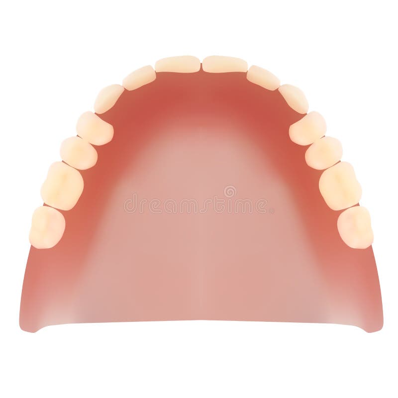 Dientes del maxilar inferior. libre illustration Dientes del maxilar inferior. libre illustration