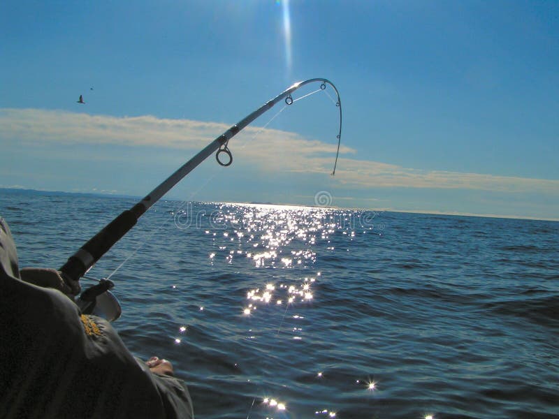 A large cod fish is getting reeled in from the deep. A large cod fish is getting reeled in from the deep