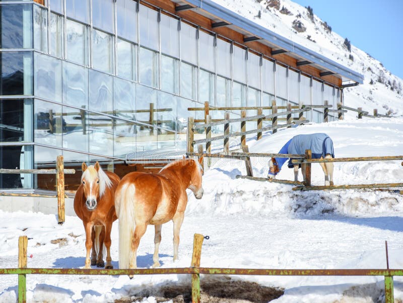 Dier van het drie het bruine paardenzoogdier in de sneeuw van de bergwinter stock foto Dier van het drie het bruine paardenzoogdier in de sneeuw van de bergwinter stock foto