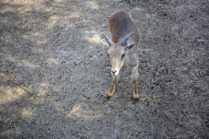 Dieren - Babyovis mouflon op dierentuinachtergrond royalty-vrije stock afbeeldingen Dieren - Babyovis mouflon op dierentuinachtergrond royalty-vrije stock afbeeldingen