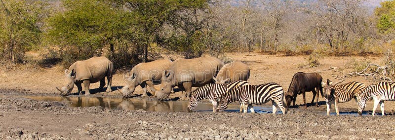 Dieren bij een waterhole in Zuid-Afrika stock afbeelding Dieren bij een waterhole in Zuid-Afrika stock afbeelding
