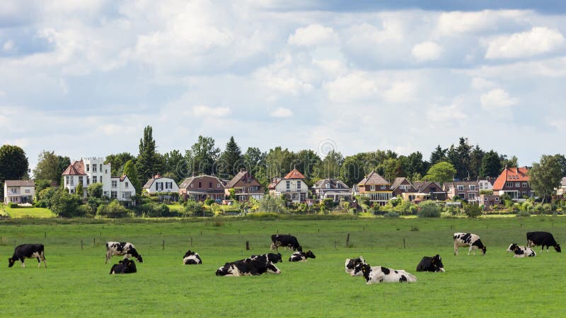 Dieren cows Holland