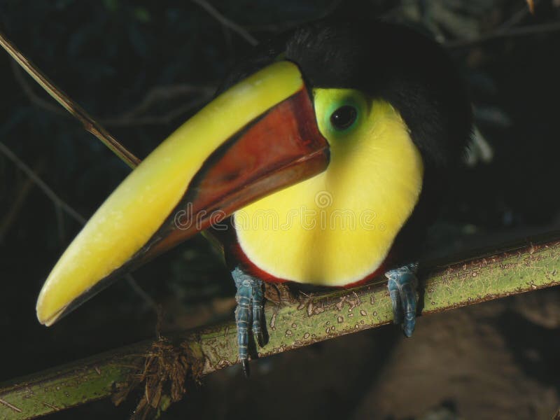 Dieren: Toekan Tropische Vogel royalty-vrije stock fotografie