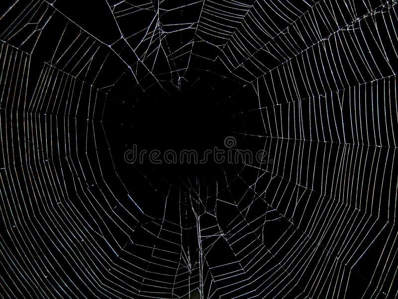 Spider sits in the middle of its web with an insect wrapped in a cocoon. Spider sits in the middle of its web with an insect wrapped in a cocoon