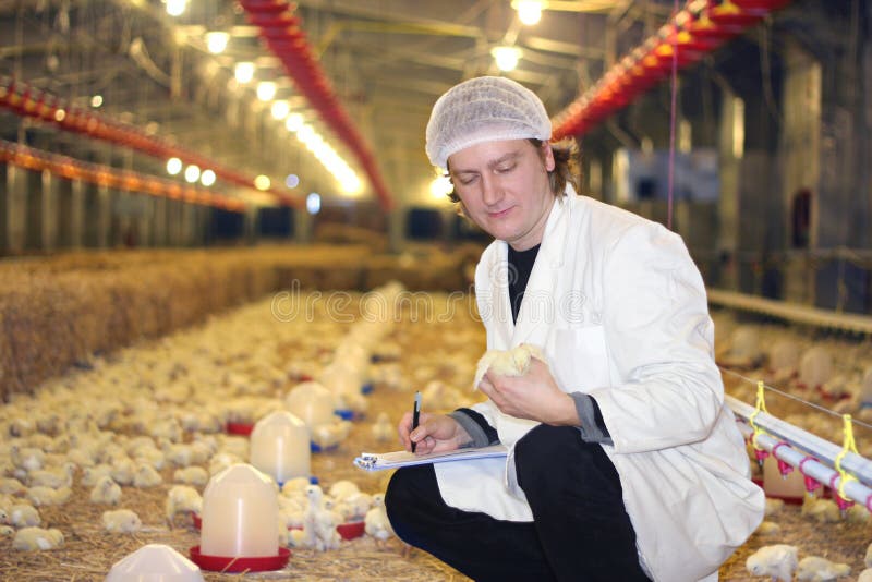 Dierenarts die aan kippenlandbouwbedrijf werkt stock afbeeldingen Dierenarts die aan kippenlandbouwbedrijf werkt stock afbeeldingen