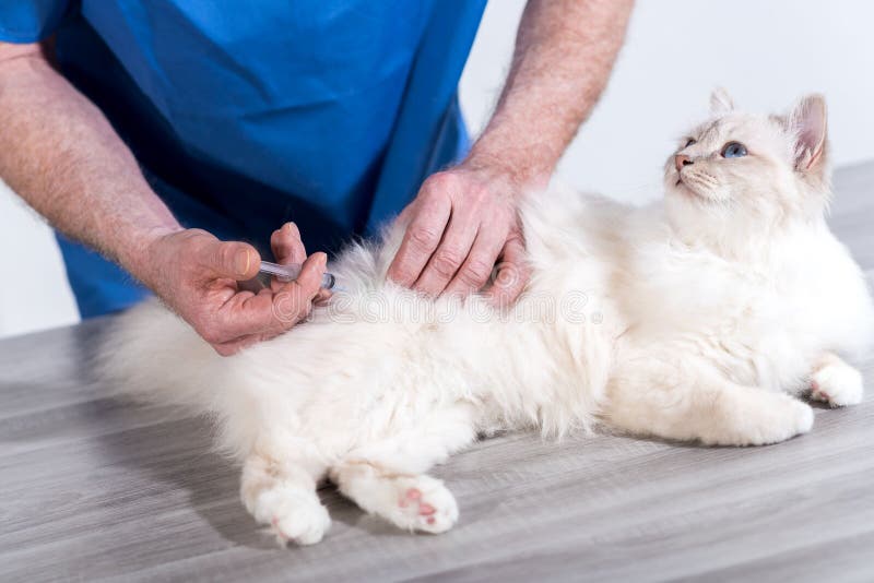 Dierenarts die een injectie geven aan een heilige kat van Birma royalty-vrije stock foto's Dierenarts die een injectie geven aan een heilige kat van Birma royalty-vrije stock foto's