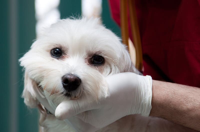 Dierenarts onderzoekt een schattige hond royalty-vrije stock foto