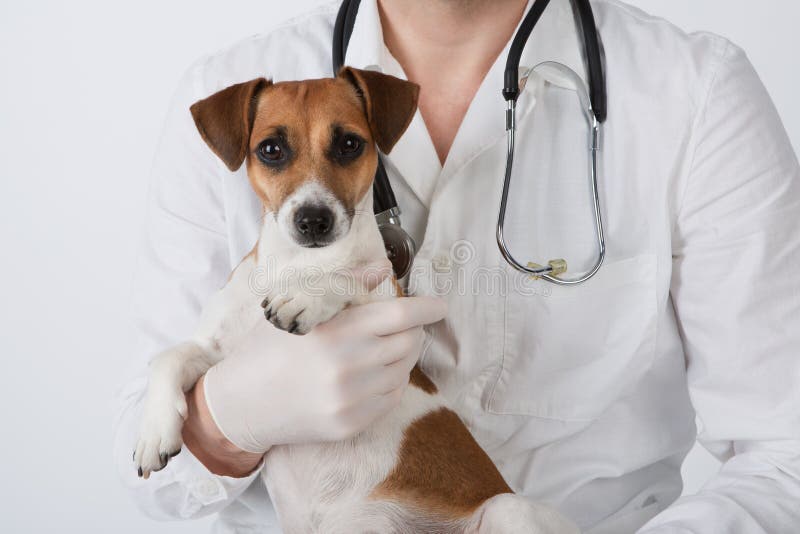 Dierenarts en hond Dierenarts en hond