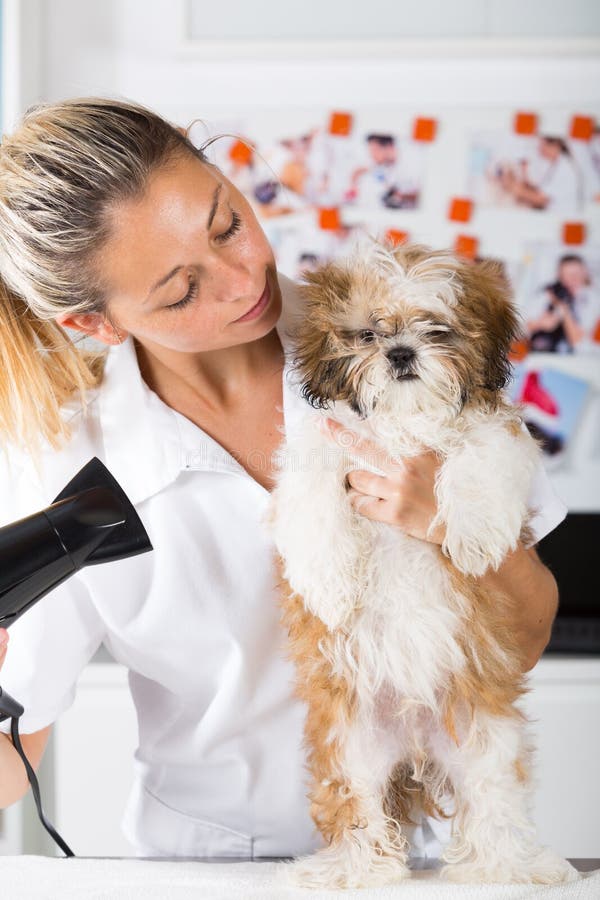 Dierenarts met zijn hond Shih Tzu stock afbeelding Dierenarts met zijn hond Shih Tzu stock afbeelding