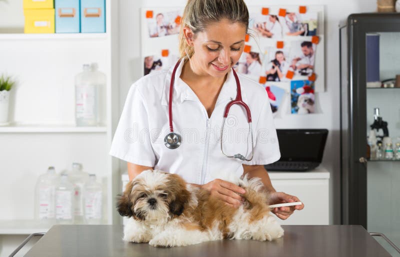 Dierenarts met zijn hond Shih Tzu stock foto Dierenarts met zijn hond Shih Tzu stock foto