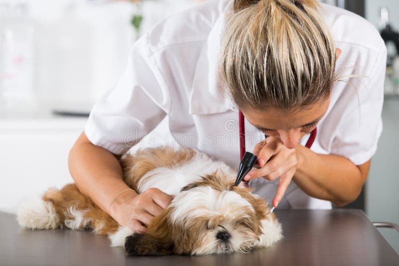 Dierenarts met zijn hond Shih Tzu stock foto Dierenarts met zijn hond Shih Tzu stock foto