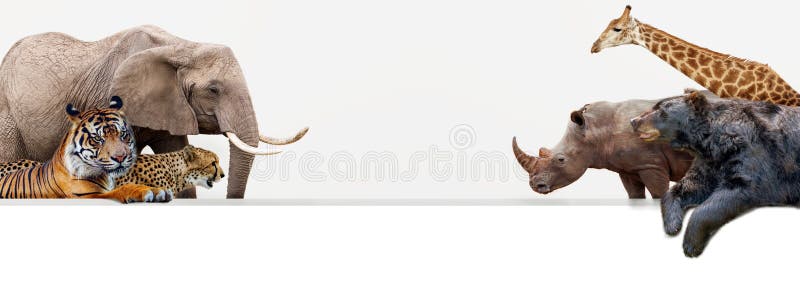 Dierentuindieren die over Webbanner hangen stock foto's Dierentuindieren die over Webbanner hangen stock foto's