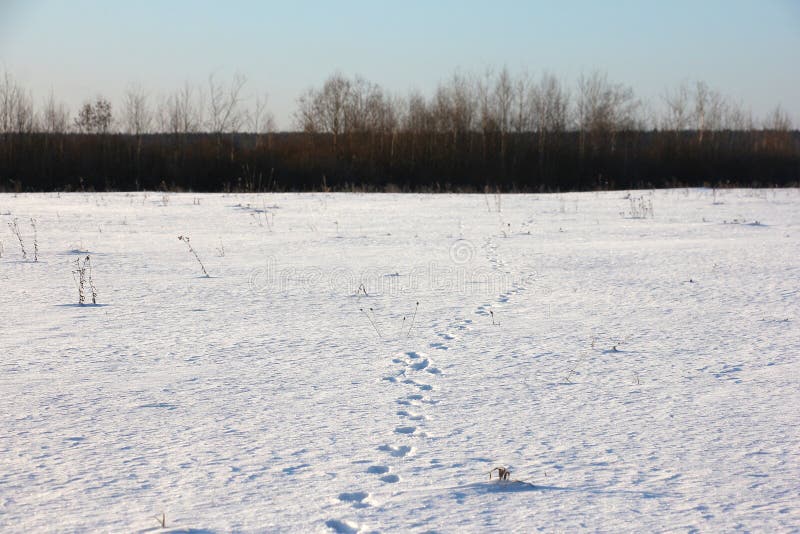 Dierlijke sporen in de sneeuw, die naar het bos gaan stock fotografie Dierlijke sporen in de sneeuw, die naar het bos gaan stock fotografie
