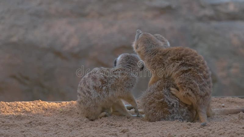 In dieser langsamer-Video-adorable meerkats Tiere teilen herzerwärmende Umarmungen.