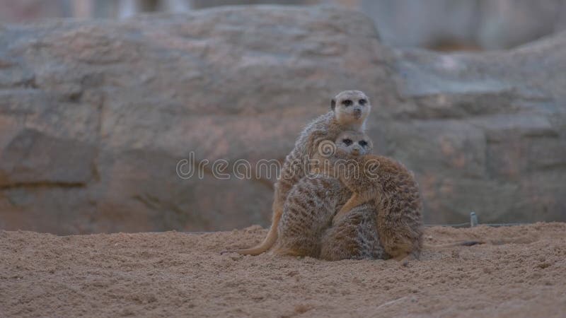 In dieser langsamer-Video-adorable meerkats Tiere teilen herzerwärmende Umarmungen.