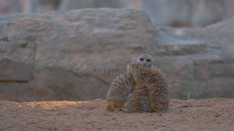 In dieser langsamer-Video-adorable meerkats Tiere teilen herzerwärmende Umarmungen.