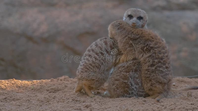 In dieser langsamer-Video-adorable meerkats Tiere teilen herzerwärmende Umarmungen.