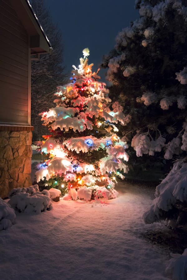 Dieser Schnee umfasste Christbaumständer heraus hell gegen die dunkelblauen Töne des Lichtes des späten Abends in diesem Winterur stockfoto Dieser Schnee umfasste Christbaumständer heraus hell gegen die dunkelblauen Töne des Lichtes des späten Abends in diesem Winterur stockfoto