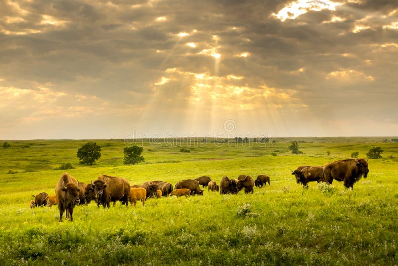 Dieses wandern beeindruckender amerikanischer Bison die Kansas-Maxwellgraslandkonserve